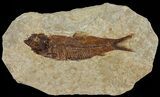 Knightia Fossil Fish - Wyoming #67374-1